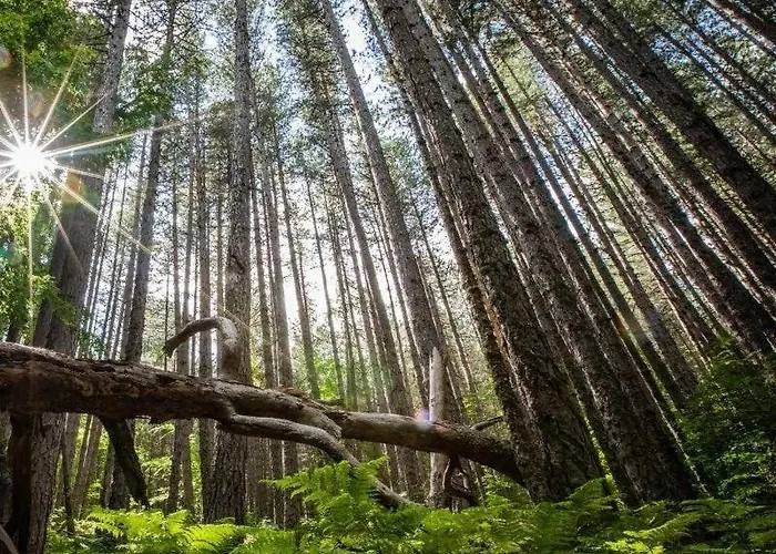 Il Tuo Rifugio Perfetto In Sila Camigliatello Silano